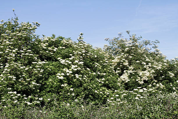 istock White elderberry flowers Sambucus nigra growing wild 184134667