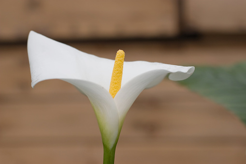 Three plants or flowers called Cala or Lilies on a greenish background