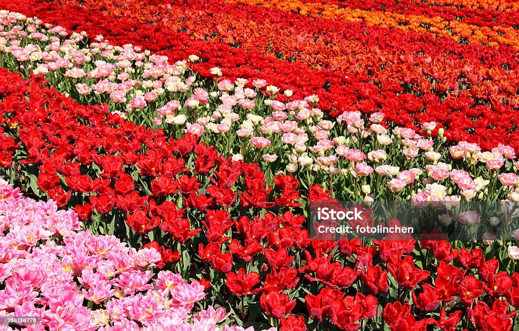 Bunte Tulpe-Feld - Lizenzfrei Blume Stock-Foto