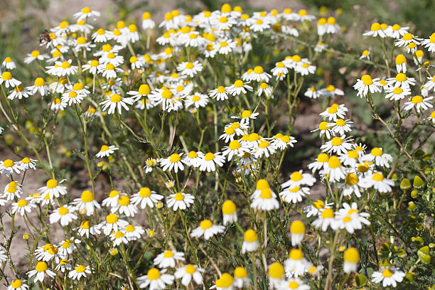 ароматический mayweed (matricaria recutita - chamomile plant chamomile german chamomile annual стоковые фото и изображения