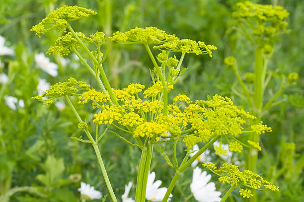 Lovage (Levisticum officinale) "Tall strong smelling, branched perennial, to 2.5m; stems stout, the lower branches alternate, but the upper opposite or whorled. Leaves triangular or diamond-shape in outline, deep shiny green, 2-3-pinnate, the segments long-wedge-shaped, irregularly toothed. Flowers greenish-yellow,2-3mm, in umbels up to 10cm across, with 12-20 rays, without sepals; bracts numerous, downturned. Fruit oblong, 5-7mm, winged on edges, yellow or brown, with a solitary vittae.Habitat: Meadows, hedgebanks and other grassy places, to 1200m.Flowering Season: June-August.Distribution: Indigenous in Iran. Naturalized throughout Europe, except for the extreme north, particularly in mountain or hilly regions and near habitations. Formerly cultivated as a medicinal plant, but now grown and used for flavoring and for salads, or as a decorative plant.Related images:" lovage stock pictures, royalty-free photos & images