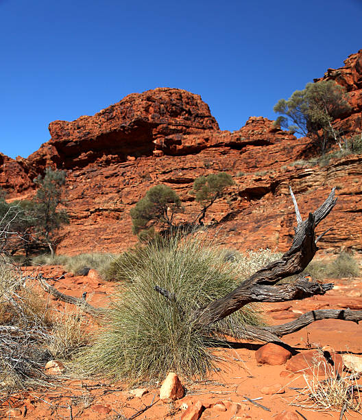 australijski outback - australia nature kings canyon northern territory zdjęcia i obrazy z banku zdjęć