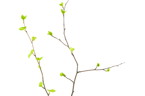 Spring branches with young leaves