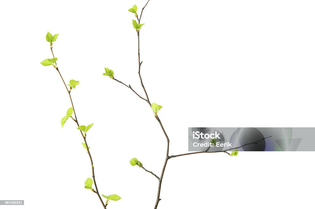 Spring branches with young leaves Birch tree (Betula pendula) branches with young leaves isolated on white background. Branch - Plant Part Stock Photo