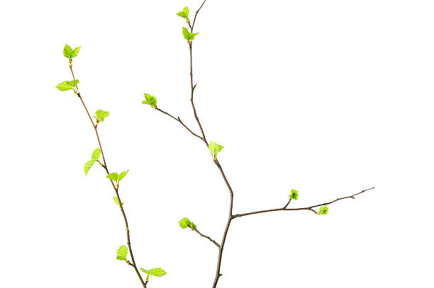 Spring branches with young leaves Birch tree (Betula pendula) branches with young leaves isolated on white background. twig stock pictures, royalty-free photos & images