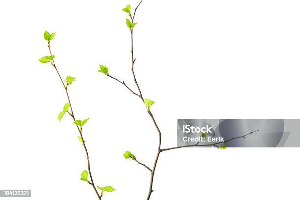 Spring Branches With Young Leaves Stock Photo - Download Image Now - Branch - Plant Part, Leaf, Twig