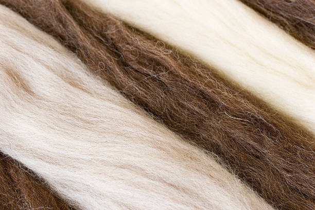 New wool, combed top in white, gray and brown stock photo