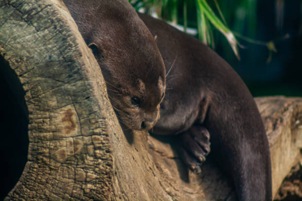 istock Giant otter, Pteronura brasiliensis, resting on a log 1841356263