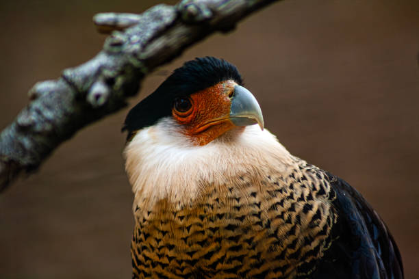 A crested caracara, Caracara plancus cheriway, also known as the Mexican eagle. A member of the family Falconidae, it is a bird of prey found in Central and South America.