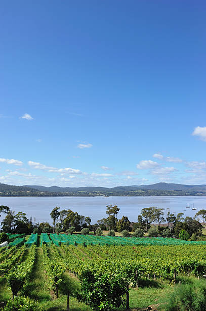 estabelecimento vinícola no vale tamar, tasmânia, - netting champagne wine drink imagens e fotografias de stock