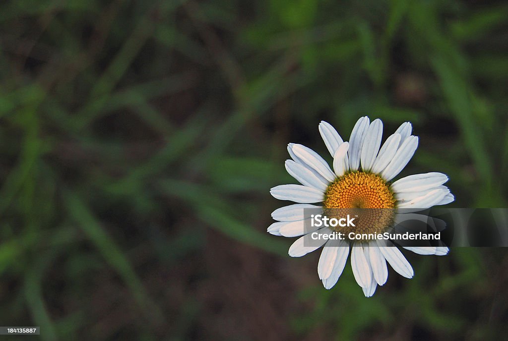 Branco e amarelo flor em um campo de grama verde - Foto de stock de Amarelo royalty-free