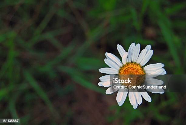 Foto de Branco E Amarelo Flor Em Um Campo De Grama Verde e mais fotos de stock de Amarelo - Amarelo, Branco, Dourado - Descrição de Cor