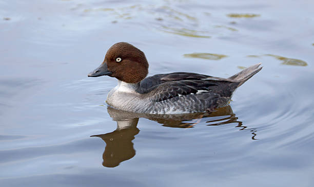 Female Goldeneye duck (Bucephala clangula), swimming "A female Goldeneye duck swimming in a pond in the UK, where it is a winter visitor. Goldeneyes are hole-nesting diving ducks which breed mainly in the taiga regions of the far north." bucephala clangula uk stock pictures, royalty-free photos & images