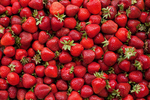 frische bio-erdbeeren - beere pflanzenbestandteile fotos stock-fotos und bilder