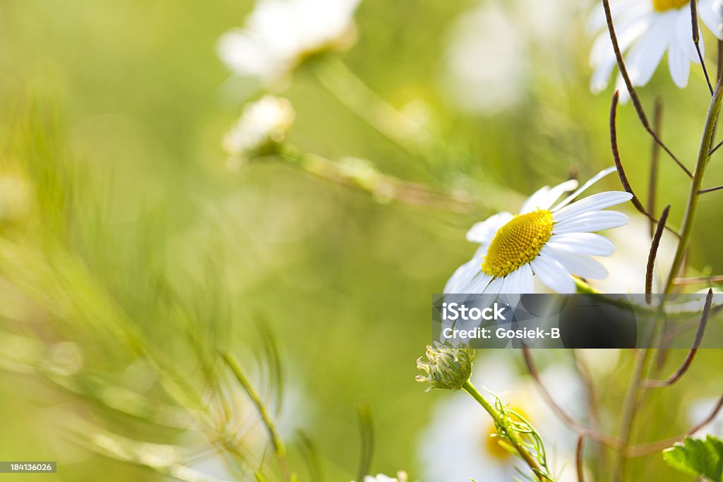 Margarita flores - Foto de stock de Aire libre libre de derechos