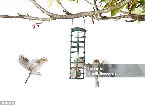 Photo libre de droit de Sparrows Nourrir Dune Maison Birdfeeder Sur Fond Blanc banque d'images et plus d'images libres de droit de Mangeoire à oiseaux