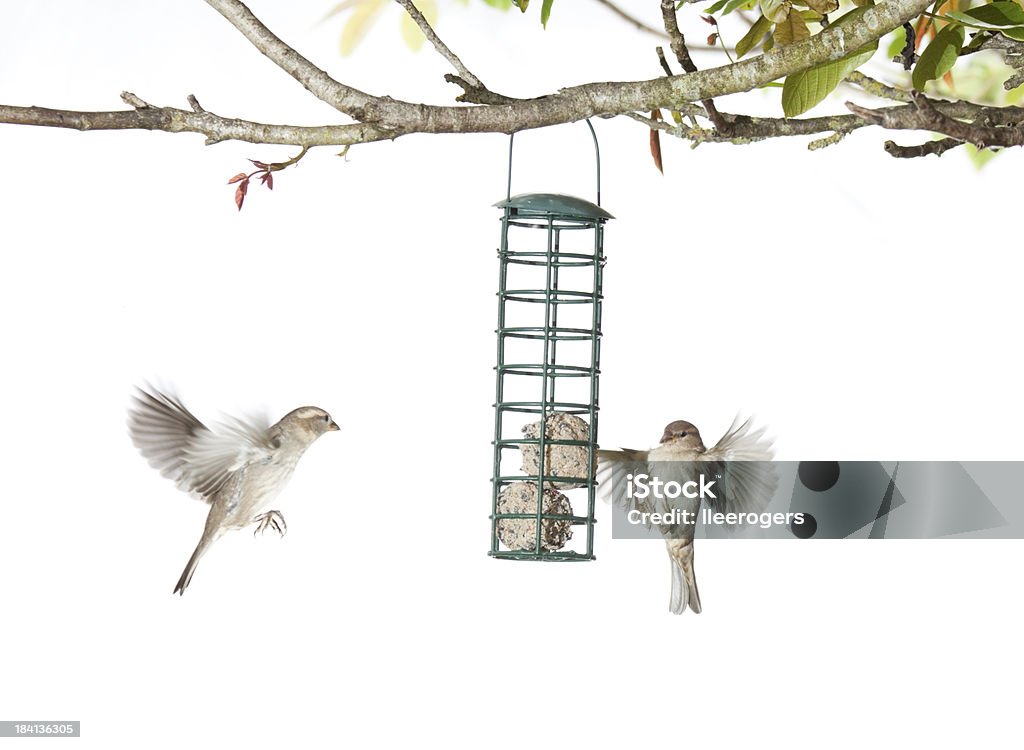 House Sparrows feeding from a birdfeeder on a white background House Sparrows feeding on a garden feeder in the UK. Slight motion blur on some of the birds due to fast flying. Bird Stock Photo