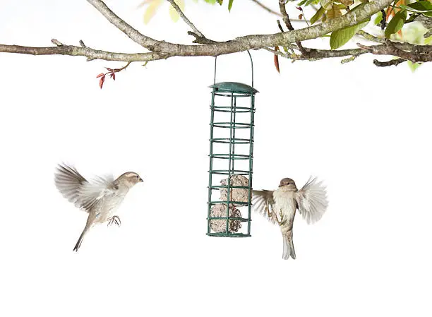 House Sparrows feeding on a garden feeder in the UK. Slight motion blur on some of the birds due to fast flying.