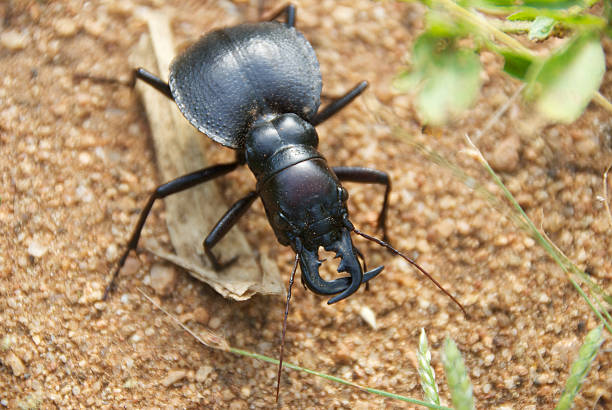 ground beetle - 班蝥 個照片及圖片檔