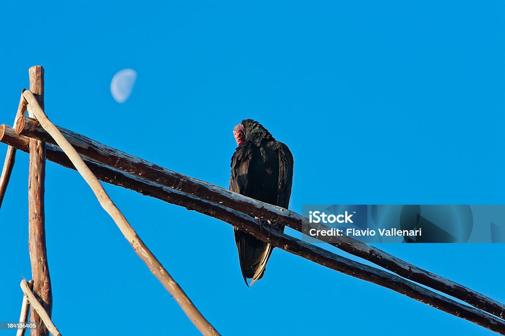 Avvoltoio collorosso all'alba, Cuba - Foto stock royalty-free di Alba - Crepuscolo