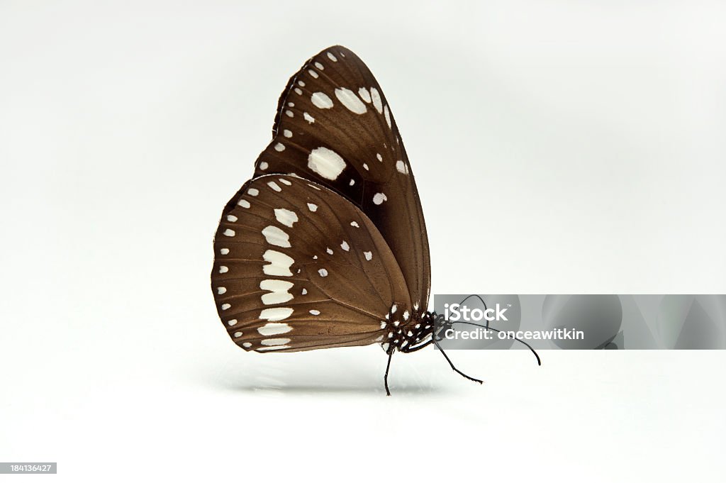 Butterfly butterfly Australia Stock Photo