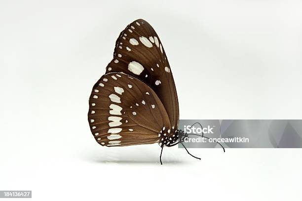 Butterfly Stock Photo - Download Image Now - Australia, Butterfly - Insect, White Background