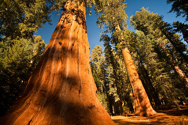 general grant boschetto di alberi - redwood sequoia california redwood national park foto e immagini stock