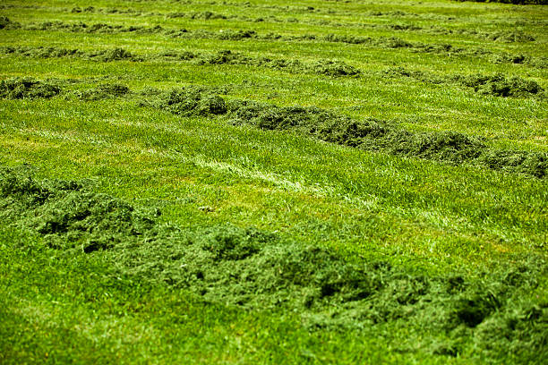 Grass cut in piles after the lawn mower