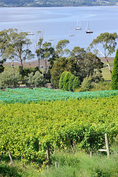 estabelecimento vinícola no vale tamar, tasmânia, - netting champagne wine drink imagens e fotografias de stock