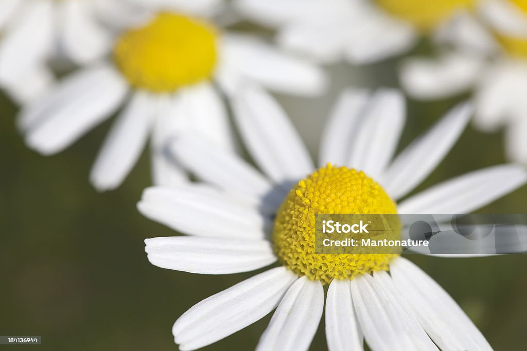 Perfumado Mayweed (Matricaria recutita - Foto de stock de Aire libre libre de derechos