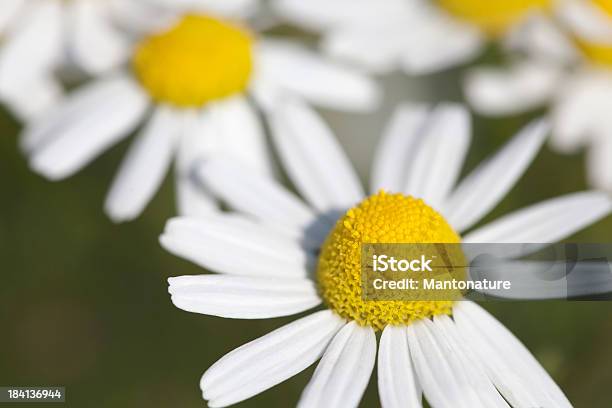 Perfumado Mayweed Matricaria Recutita Foto de stock y más banco de imágenes de Aire libre - Aire libre, Amarillo - Color, Anual - Característica de planta