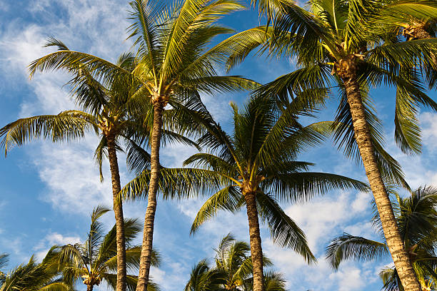 istock Palm trees on Maui, Hawaii, USA 184137132