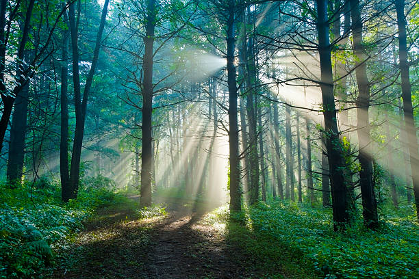 mañana la luz natural que se filtra a través de un bosque de niebla en el verano - lane sunlight sunbeam plant fotografías e imágenes de stock