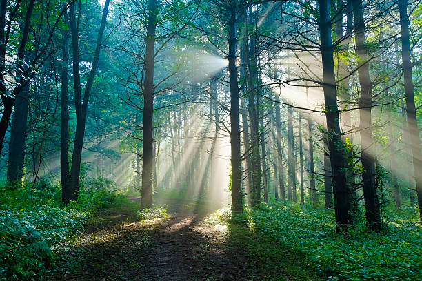 朝の光フィルタリングで夏には霧の森 - trail landscape footpath nature ストックフォトと画像