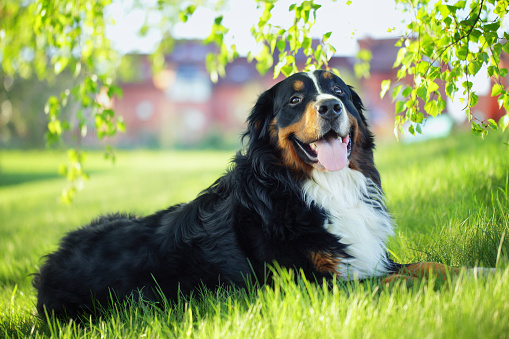 Bernese Mountain dog lying on green grass