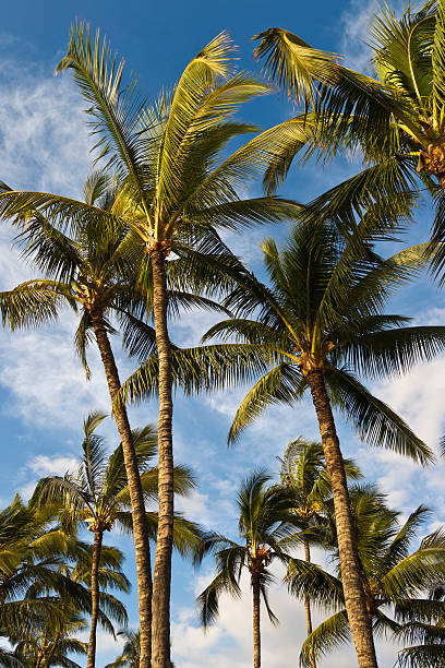 istock Palm trees on Maui, Hawaii, USA 184137529