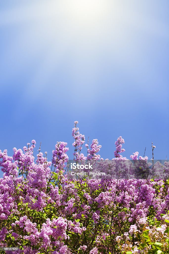 Lilacs crescere in un campo di primavera - Foto stock royalty-free di Aiuola