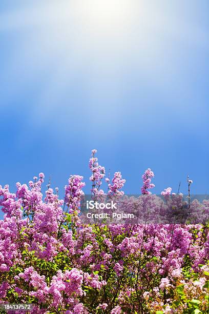 Foto de Lilás Crescer Em Um Campo De Primavera Nos Eua e mais fotos de stock de Beleza natural - Natureza - Beleza natural - Natureza, Bouquet, Calor