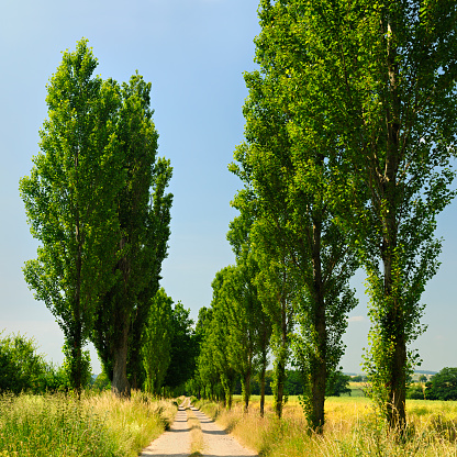 Tree Lined Farm Road with Poplar Trees on Both Sides
