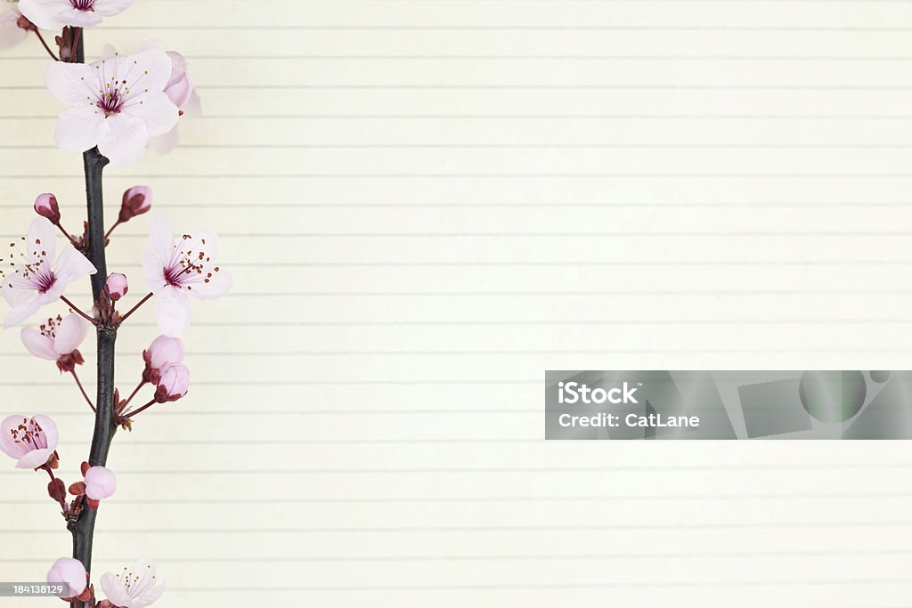 벚꽃 초대 페이지 - 로열티 프리 0명 스톡 사진