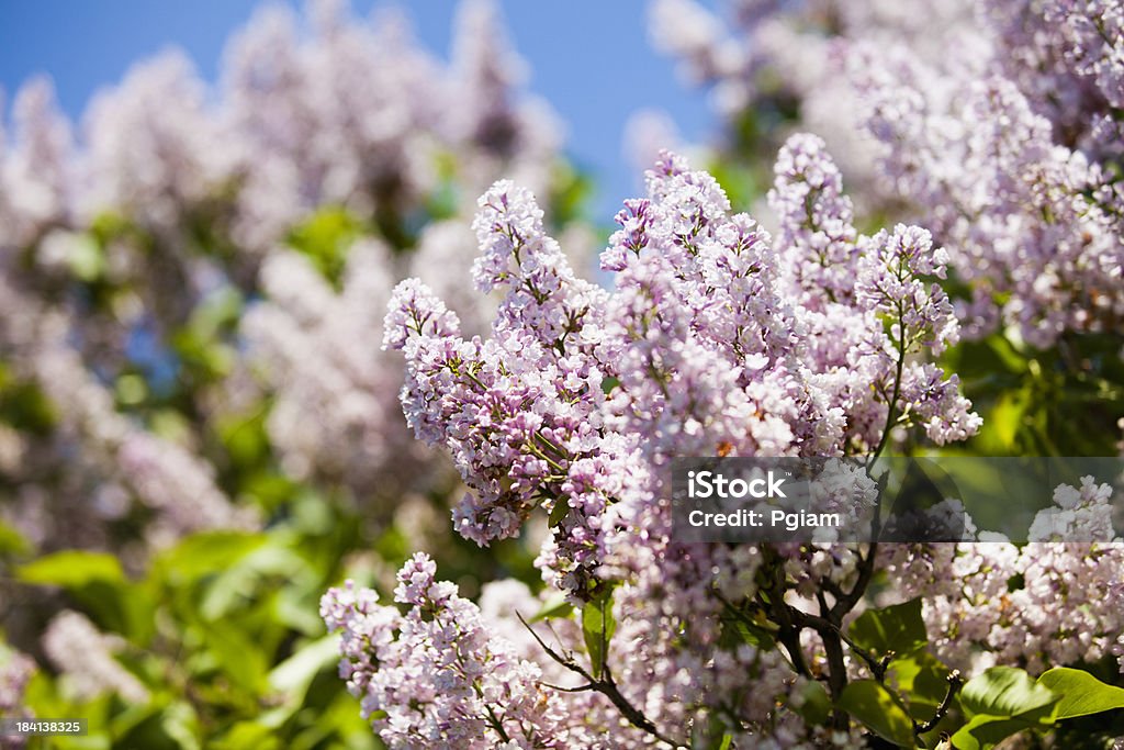 Lilacs 성장하십시오 만들진 연두빛 필드 - 로열티 프리 0명 스톡 사진