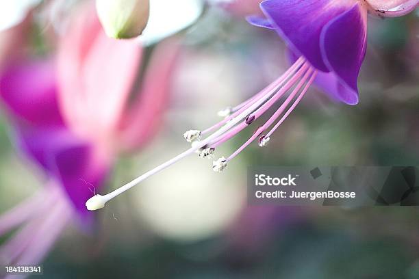 Nahaufnahme Von Purple Fuchsia Stockfoto und mehr Bilder von Bestäubung - Bestäubung, Bildschärfe, Blume