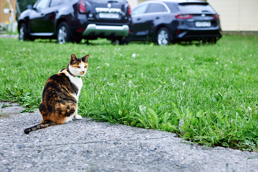 Calico cat girl sits on concrete garden path in front of cars parked on lawn in countryside on summer day.