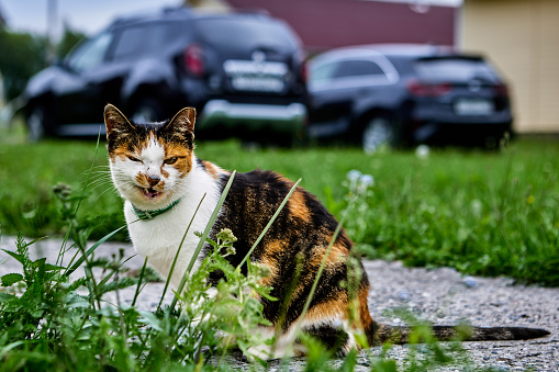 Terrible grimace on face of female calico cat sitting on concrete garden path opposite cars parked on lawn.