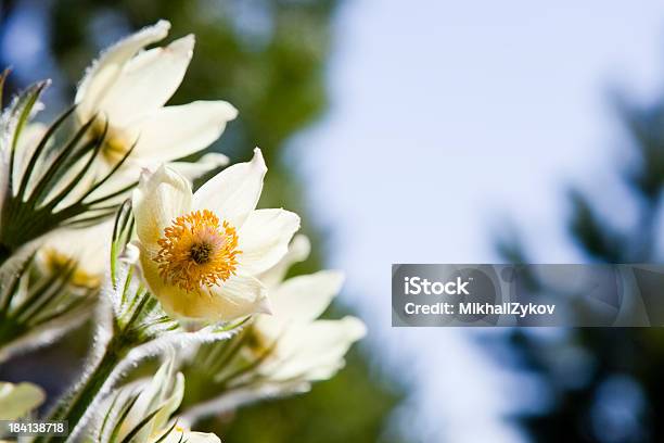 Anémona De Flores - Fotografias de stock e mais imagens de Ao Ar Livre - Ao Ar Livre, Azul, Açafrão