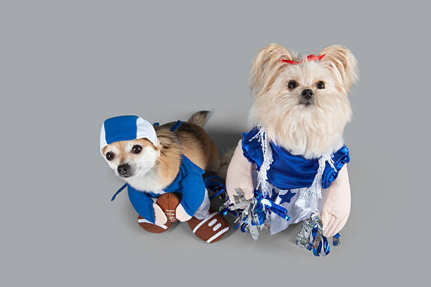 cowboys dog cheerleader outfit