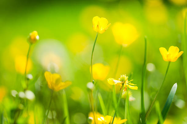 istock Buttercup flowers in the field 184139166