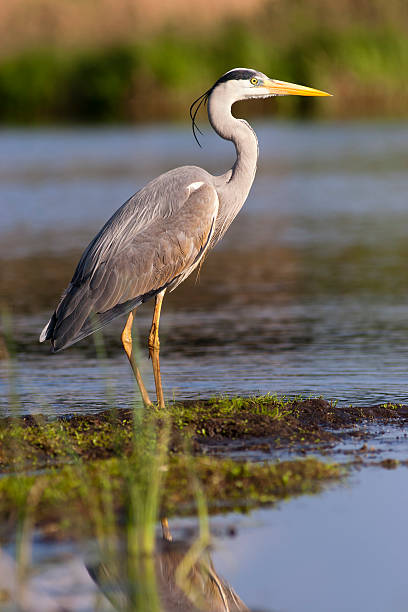 Heron "Great Blue Heron, Focus On Eye." blue heron stock pictures, royalty-free photos & images