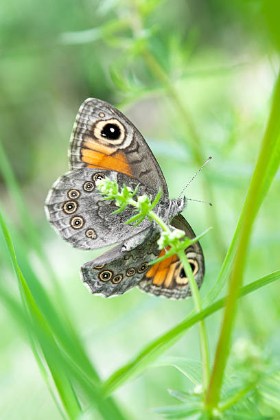 istock Pararge aegeria, Speckled Wood, Waldbrettspiel 184139617