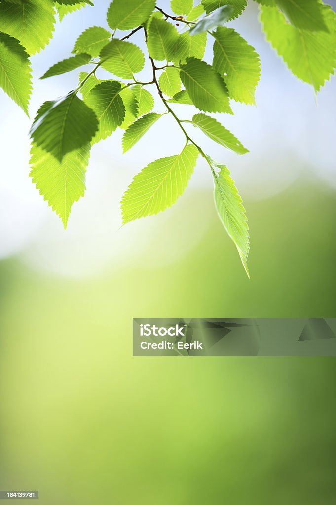 Frische grüne Blätter - Lizenzfrei Ast - Pflanzenbestandteil Stock-Foto